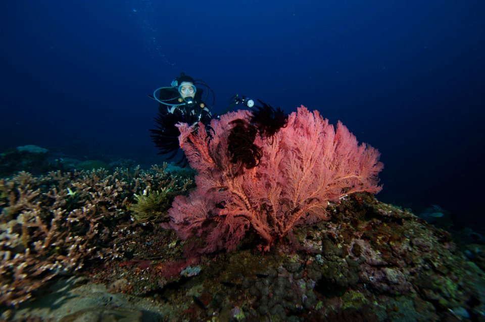 Tubbataha Reef awarded by TripAdvisor